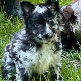 Girl 4 - Black merle female Mudi puppy in Raeford, North Carolina from Wodan Kennels