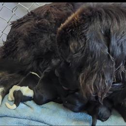 Female 1 - Black female Newfoundland puppy in Burfordville, Missouri from Umfleet Farms