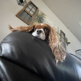 Cavalier King Charles Spaniel Puppies from JoJo’s Cavaliers