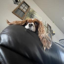 Cavalier King Charles Spaniel Puppies from JoJo’s Cavaliers