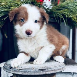 Latch x Lassie - Boy 5 - Red and white - White and red male Border Collie puppy in Minden, Iowa from Rocking N Registered Border Collies & Labradors