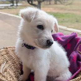 McKinley - White female German Shepherd puppy in Weatherford, Texas from Haven Farm