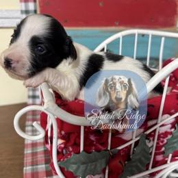 Laney - Piebald female Dachshund puppy in Adamsville, Tennessee from Shiloh Ridge Dachshunds