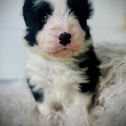 Baby - Black female Bearded Collie puppy in Baltimore, Maryland from Beloved Bearded & Border Collies