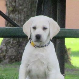 Labrador Retriever Puppies from Mountain Rose Labradors