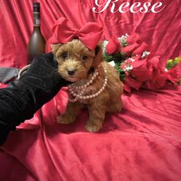 Reese - Red male Yorkipoo puppy in Pennsauken, New Jersey from Noir Luxe Litters of NJ