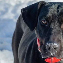 Catahoula Leopard Dogs from Cimerron Kennels