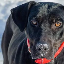 Catahoula Leopard Dogs from Cimerron Kennels