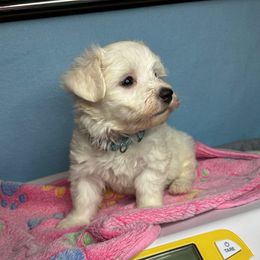 Blue - White male Maltese puppy in Clover, South Carolina from Cudi’s Buddies