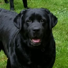 Attitash - Labrador Retriever