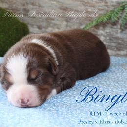 Bingley (RTM 1) - Red tri male Miniature Australian Shepherd puppy in Grandfield, Oklahoma from Hunt Farms Australian Shepherds