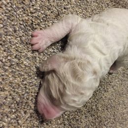Aussiedoodle Puppies from Epic doodle league