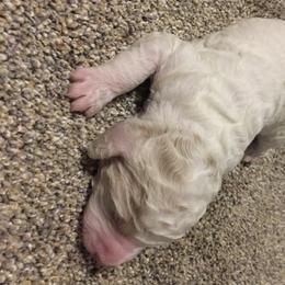 Aussiedoodle Puppies from Epic doodle league