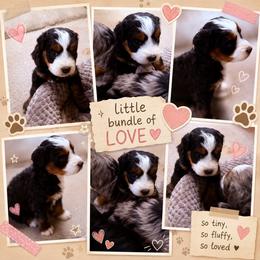 Hazel - Tri-color female Bernedoodle puppy in Saint Francis, Kansas from Land of Oz Doodles