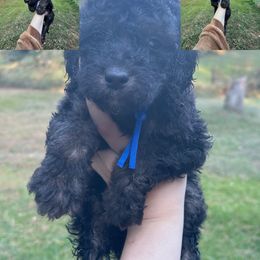 Boy 1 - Phantom Poodle puppy in Cullman, Alabama from Southern Tide Poodles & Doodles