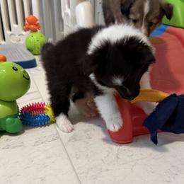 Shetland Sheepdog puppies from Rollinghills Breeders