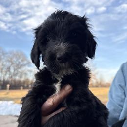 Boy 5 yellow collar - Black and white male Sheepadoodle puppy in Eleva, Wisconsin from Molly’s Doodles