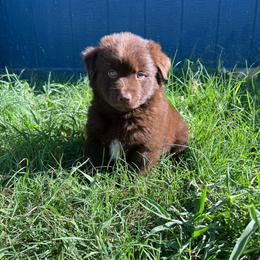 Indy - Red & white female Australian Shepherd puppy in Devine, Texas from Sun Kissed Aussies