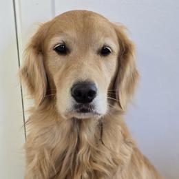 Magnolia - Golden Retriever