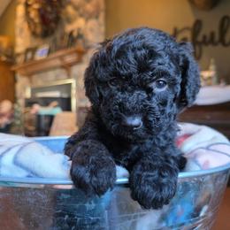 Frozen - Black female Poodle puppy in Blackfoot, Idaho from Draper Mountain Doodles