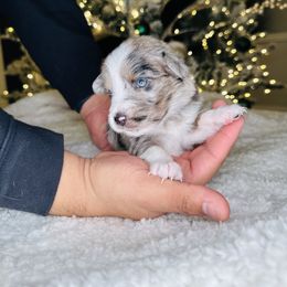 Love - Miniature Australian Shepherd puppy in Kaufman, Texas from Xoxo Aussies