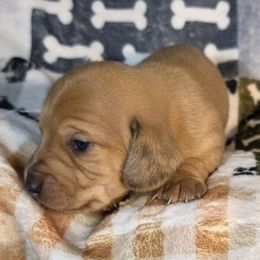 Ophelia Girl 1 - Red female Dachshund puppy in Polo, Missouri from Cool Runnin Dachshunds