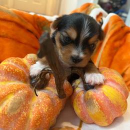 Bear - Black and gold male Yorkshire Terrier puppy in Lakeland, Florida from You Me & The Yorkies