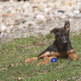 German Shepherd Puppies from Westhaus K9