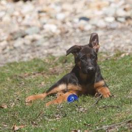 German Shepherd Puppies from Westhaus K9
