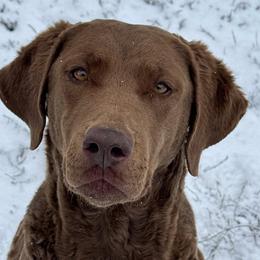 Rayne - Chesapeake Bay Retriever