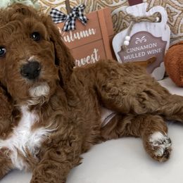 Girl 7 - Red  Goldendoodle puppy in Christiana, Tennessee from Rechlicz Family Doodles