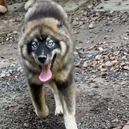 Siberian Husky All Grown Up from Snowangel  Huskies
