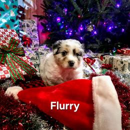 Flurry - Blue merle female Australian Shepherd puppy in Kenton, Tennessee from Carrotwood Australian Shepherds