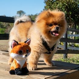 Pomeranians from Pinn Ponn Pomeranians