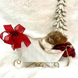 Clara - female Golden Mountain Doodle puppy in Victoria, Texas from Deidre's Doodles