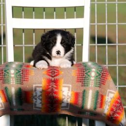 BTM2 - Black tri-color male Australian Shepherd puppy in Warm Springs, Georgia from Out West Aussies