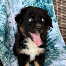 Asher - Black tri-color male Australian Shepherd puppy in Oxford, Florida from SoCo Aussies