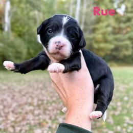 The - Tri-color female Bernedoodle puppy in Midland, Michigan from Northern Charm Farm