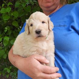 Popcorn Cream Boy 1 - Cream male Pyredoodle puppy in Prescott, Washington from Washington Pyredoodles