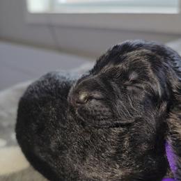 6th - Black and red female German Shepherd puppy in Clinton, Arkansas from 501 Shepherds