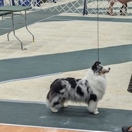Shetland Sheepdogs from Whitehaven Farm Shelties