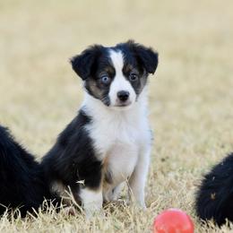 Madison - Black tri female Toy Australian Shepherd puppy in Wichita Falls, Texas from Shooting Stars Ranch Toy and Mini Aussies
