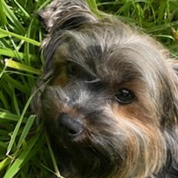 Yorkshire Terriers from Tammy's Yorkshire Terriers
