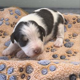 Charles - Parti male Miniature Schnauzer puppy in Brundidge, Alabama from Deez Pups Magnificent Schnauzers
