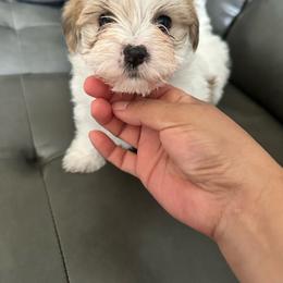 Peanut - White and tan male Morkie puppy in Arlington, Texas from Paw Paradise 82