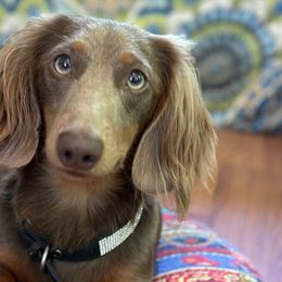 Rocky - Dachshund