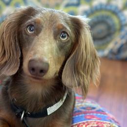 Rocky - Dachshund