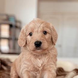 Phoebe Buffay, Girl - Apricot female Goldendoodle puppy in Maricopa, Arizona from Desert Ridge Doodles