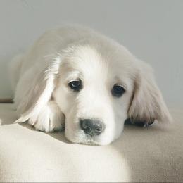 Golden Retriever and Labrador Retriever Puppies from Sierra Hills Retrievers