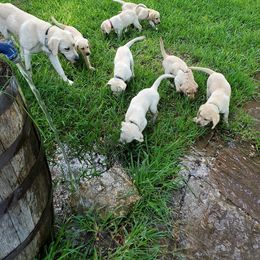 Labrador Retriever Puppies from Hero Labradors